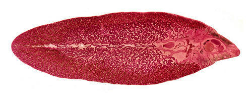 > </div>
<div class=